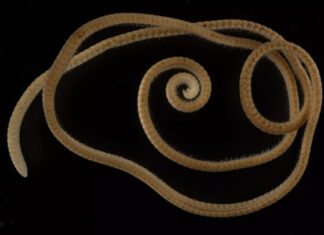 1306 ног: рекордсмен по числу ног в животном мире обнаружен в Австралии