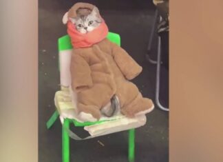 «Продающий рыбу» китайский кот стал героем соцсетей