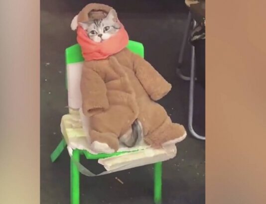 «Продающий рыбу» китайский кот стал героем соцсетей