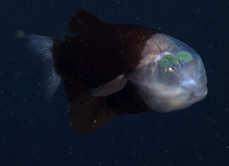 Прозрачная рыба, которая видит сквозь собственную голову, попала на видео