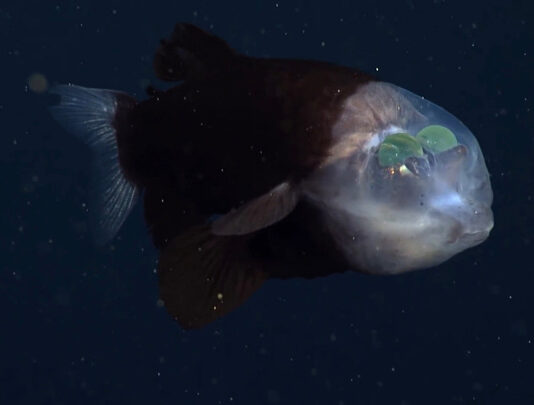 Прозрачная рыба, которая видит сквозь собственную голову, попала на видео