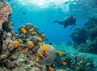 Лучшие места для дайвинга