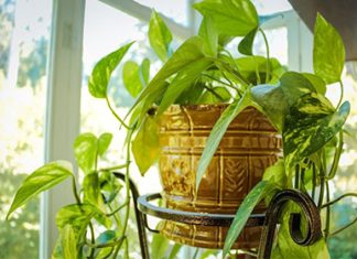 Светодиодные лампы для выращивания растений: рекомендации по выбору