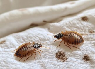 Дезинсекция от клопов: эффективные методы борьбы и профилактика