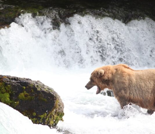 Медведь во сне: что значит для женщины убегать от него