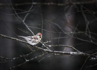 Мертвый голубь на балконе: приметы и толкования