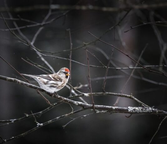 Мертвый голубь на балконе: приметы и толкования