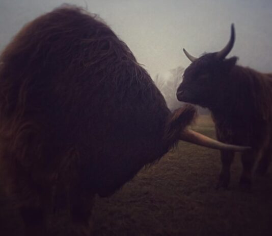 Как действовать, если Телец обиделся и молчит