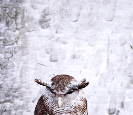 Как сделать, чтобы в ВК отображалось «Был в сети недавно»