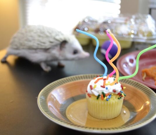 Идеи горячих блюд для дня рождения