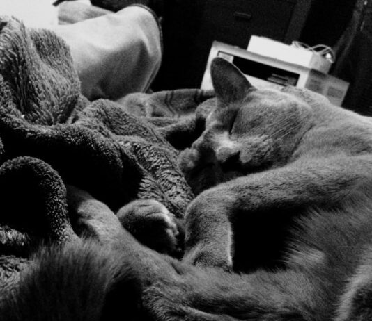 Черная кошка во сне: что значит нападение для женщины