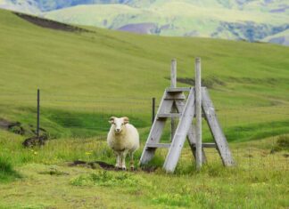 Котлеты по-киргизски: традиционный рецепт
