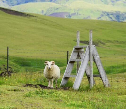 Котлеты по-киргизски: традиционный рецепт