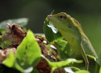 Зеленая ящерица во сне женщины: толкование