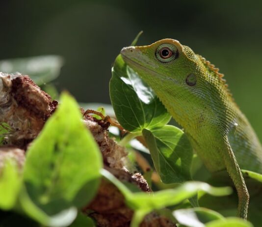 Зеленая ящерица во сне женщины: толкование