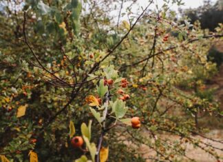 К чему снится крыжовник с крупными ягодами на кустах