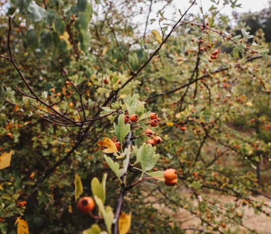 К чему снится крыжовник с крупными ягодами на кустах