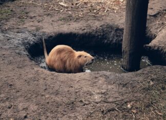Приснилась глубокая яма: толкование сна