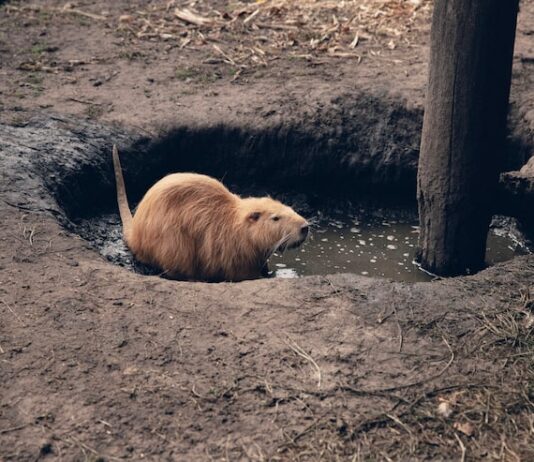 Приснилась глубокая яма: толкование сна