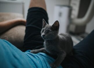 К чему снится кошачья моча на полу