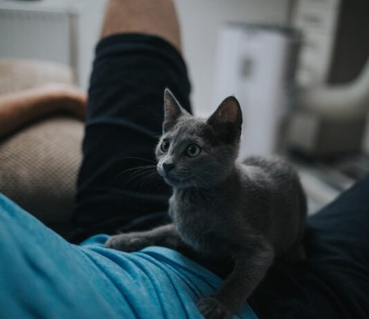 К чему снится кошачья моча на полу