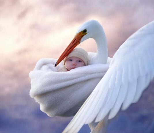 Аист во сне для женщины: толкование сна