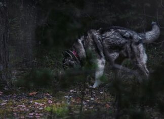 Сны о волках: мужчины под угрозой