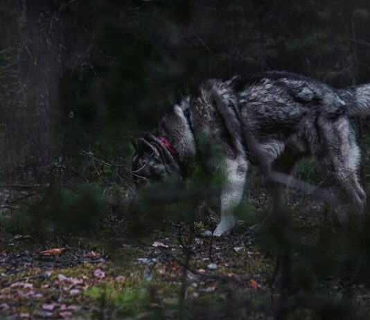 Сны о волках: мужчины под угрозой