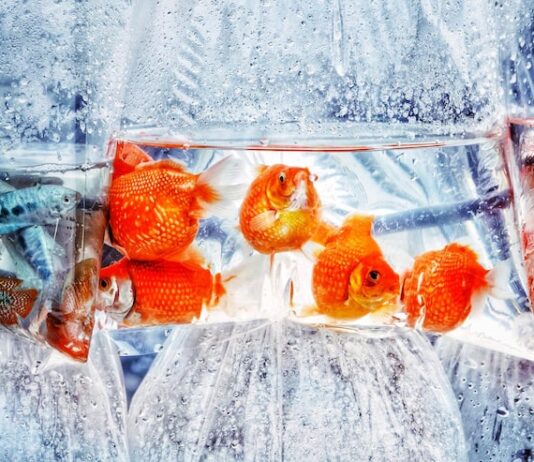 Видеть во сне много замороженной рыбы: толкование сна