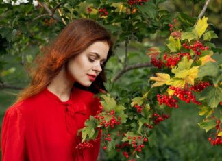 Снится слива на дереве: толкование для женщин