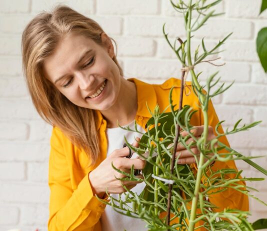 Сны о спелых помидорах на кустах