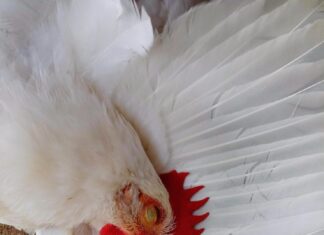 К чему снится живая белая курица женщине