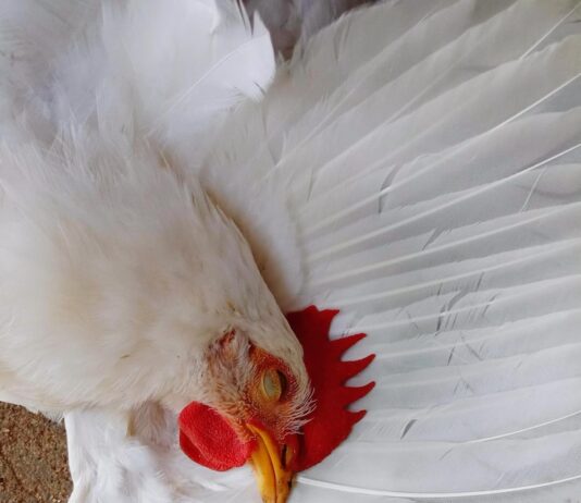 К чему снится живая белая курица женщине