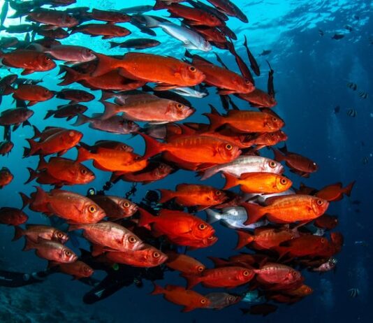 Толкование сна: много живой рыбы в воде