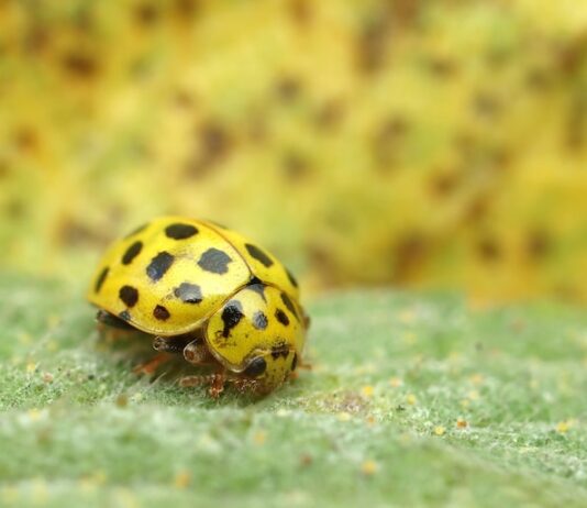 Приметы желтой божьей коровки с черными точками