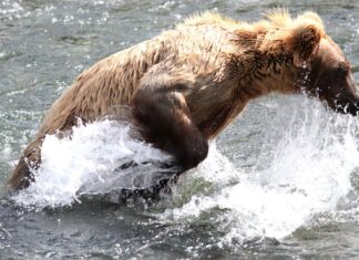 Как спастись от белого медведя во сне