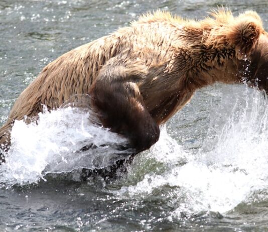 Как спастись от белого медведя во сне
