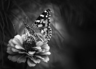 Черные бабочки во сне: значение для женщин