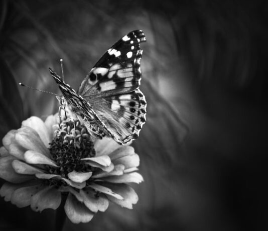 Черные бабочки во сне: значение для женщин