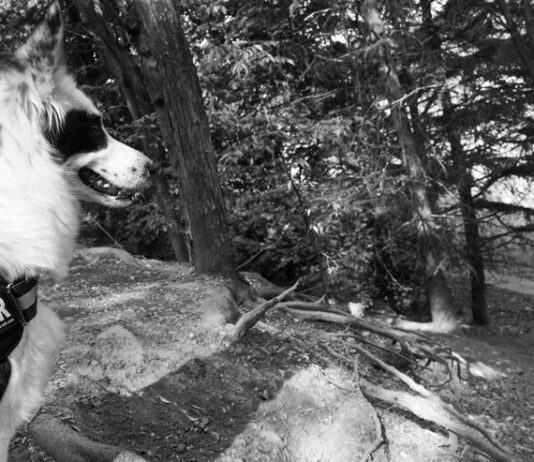 Соболезнования при потере собаки