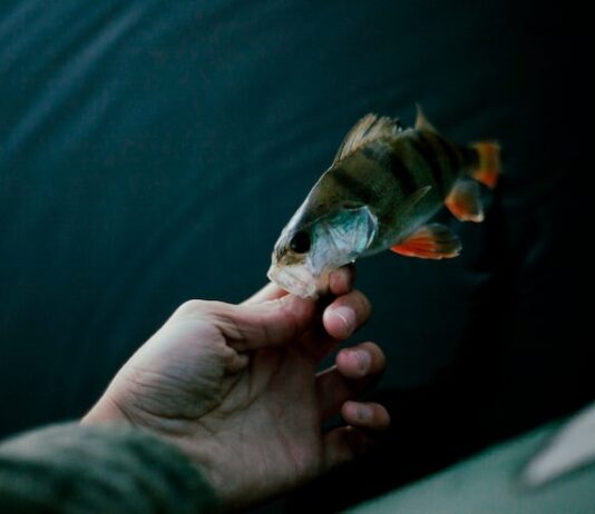 Сон о живой рыбе в воде: толкование