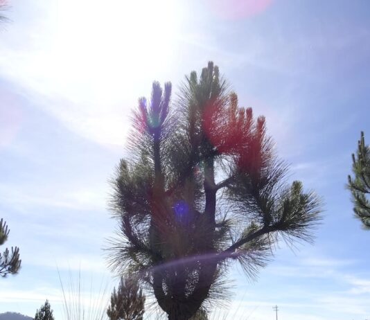 Дерево знака зодиака Рак