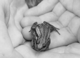 Моль во сне: толкование для мужчин