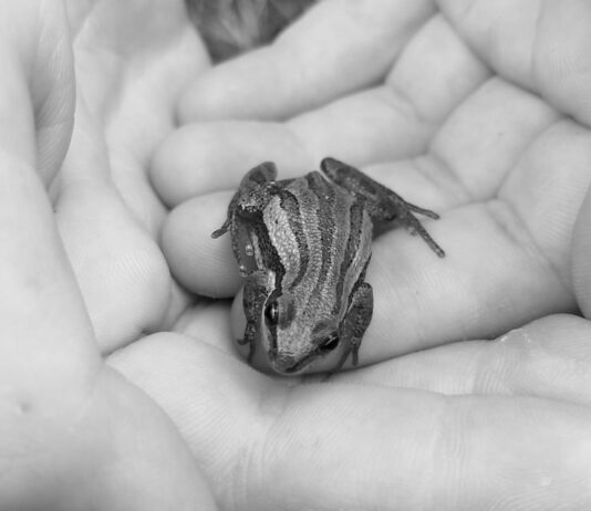 Моль во сне: толкование для мужчин