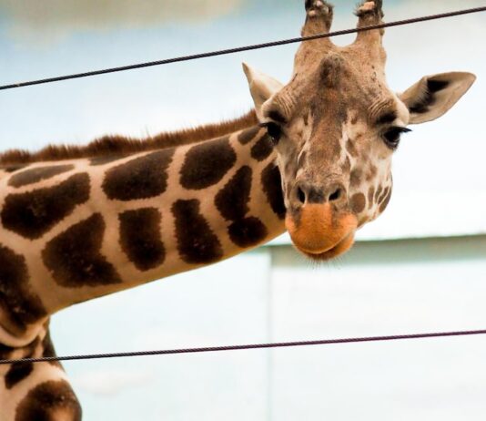 Жираф на кофейной гуще: значение и толкование
