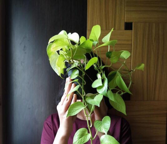 Сны о живых комнатных цветах: значение и толкование