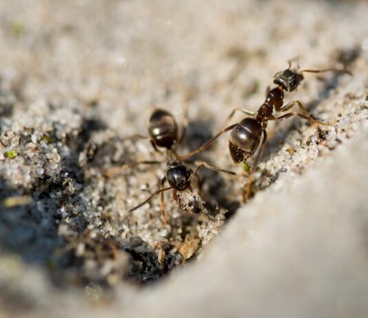 Много муравьев во сне: толкование и значение