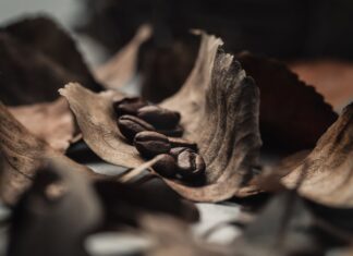 Толкование знака «дерево» на кофейной гуще