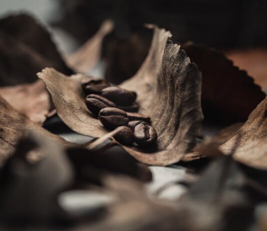 Толкование знака «дерево» на кофейной гуще