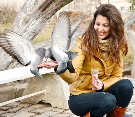 Мертвый голубь на улице: примета или совпадение?